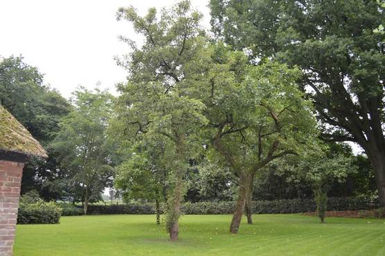 grote-tuin-met-bomen-Lunteren-omgeving-Ede-regio-Gelderland
